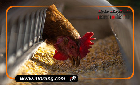 ویتامین های لازم برای مرغ گوشتی